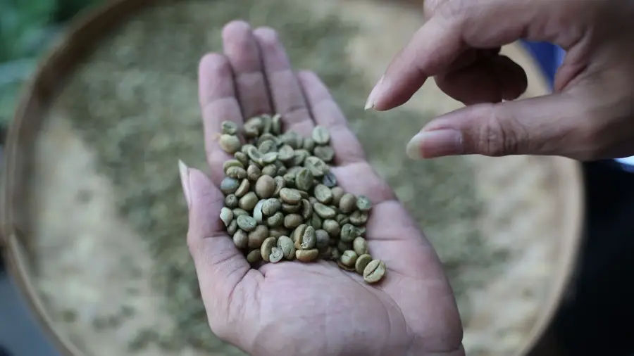 Biji kopi hijau disortir dengan tangan