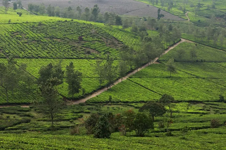 Lanskap kebun mitra di dataran tinggi