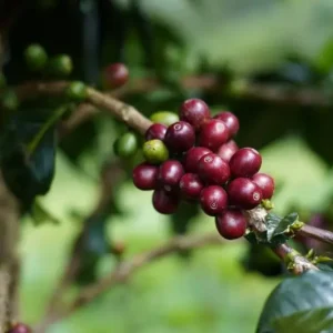 Kategori Kopi